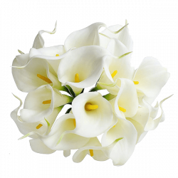 lilly-png